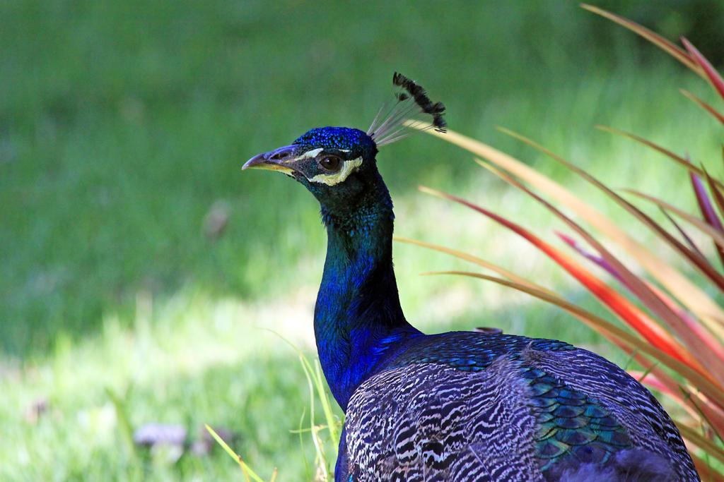 Eco Pousada Paraíso dos Coqueirais Japaratinga Exterior foto