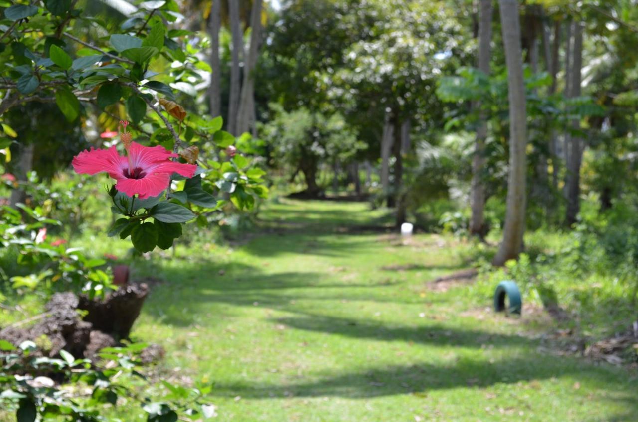 Eco Pousada Paraíso dos Coqueirais Japaratinga Exterior foto
